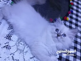  1 قطط   للبيع