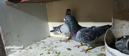  2 حمام لابيع