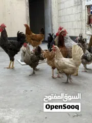  1 دجاج وديوك للبيع