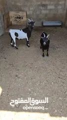  6 جوز ماعز قزم نوادر
