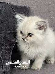  3 انثى اسكوتش ستريت للبيع في الخليل