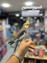  7 كوكتيل اليف فحل عليه عرض