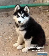  2 متاح اخون هاسكي نخب اقراء الوصف
