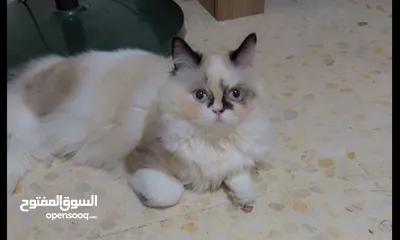  1 قطه راغدول للبيع عمر 9 شهور