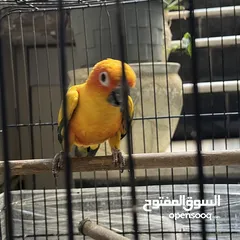  5 ببغاء صن كنيور  Sun Knior Parrot