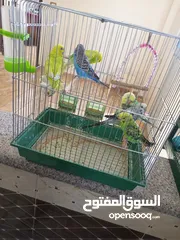  9 طيور حب زواج للبيع اشي مرتب اقرأ الوصف