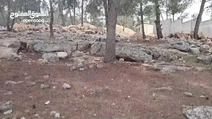  3 شارع اربد جرش عمان منطقة مرصع قرب عسل العنبتاوي بين جسر سلحوب و جسر تل الرمان شمال عمان