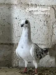  17 فراخ للبيع