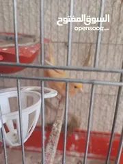  22 طيور كناري جاهزة بحالة وصحة جيدة