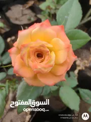  3 نباتات الزينه والورود مشاتل 22 مايو