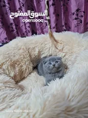  3 Scottish fold blue colore male