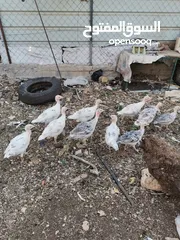  9 دجاح رومي حبش