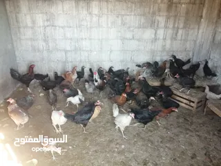  4 بيض بلدي. مطاير طيور مينا اربد (كل اشي مكتوب بالإعلان)