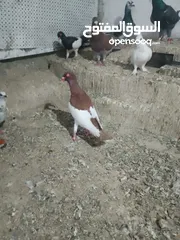 2 متاح جوز ماشاءالله موجودات طبربور