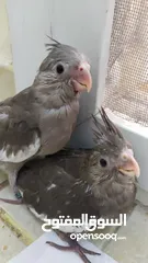  4 3 White face cockatiel chick (hand feeding) and 2 lutino chicks