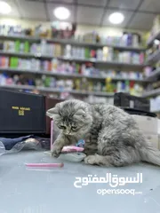  2 قطة شانشيلا