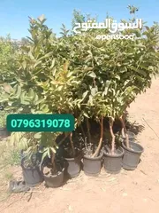  1 عروض علا جميع أنواع الأشجار اشتري كل 10شجرات واحصل على شجرتين مجاني والتوصيل مجانا