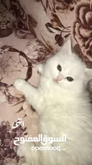  2 متوفر ثلث قطط بريتش