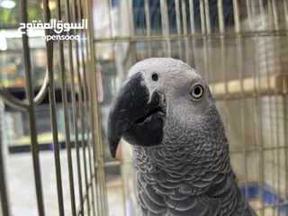  4 كاسكو اسطورة كلام بشر بصورة طير  اقرأ المواصفات جيدا ضروري معرفة مواصفات الطير