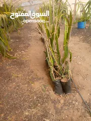  5 اشكال دراغون فروت