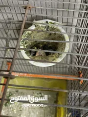  15 طيور كنار للبيع