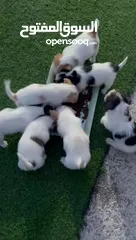 3 كلاب حجم صغير ما بكبر  شعر طويل  مناسبة لكل بيت  لعوبات وذكيات  سريعات التعلم