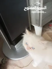  2 هملايا اورنج