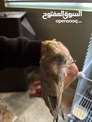  8 عصافير حب هوجو رومو