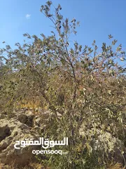  4 مزرعة للبيع