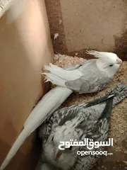  5 طيور بصلاه عنبي