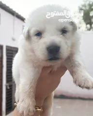  2 Pure white German shepherd puppies يراوه بيور وايت جيرمن شيبرد