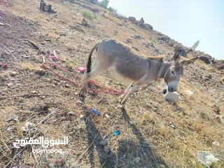 5 حماره للبيع