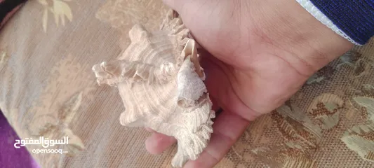  5 تحفه فنيه من شواطئ زاندفورت هولندا