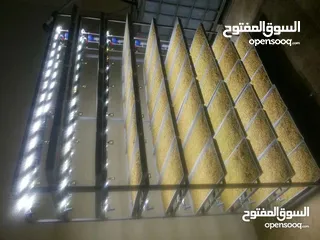  23 استنبات شعير  شعير مستنبت Sprouted   صواني استنبات شعير Barley germination barley