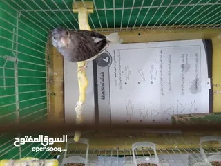  5 عصافير كنار جوز شغال