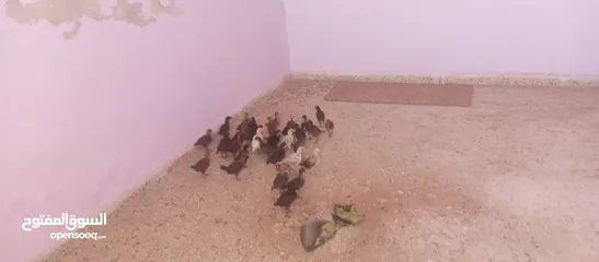  2 صيصان بلدي