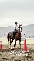  15 تدريب الفروسية وإيواء الخيول