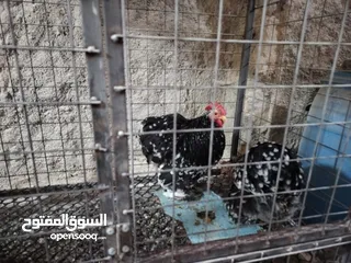  5 صيصان كوشن بلاك موتلد و مصوف امريكي