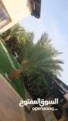  4 فيلا لليجار اليومي  اريحا قصر هشام