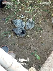  1 يوجد بيض براهمي مخصب ٪100ان شاءالله مستوى ممتاز
