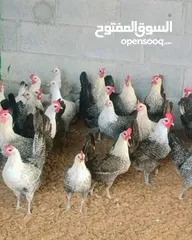  30 البطل  