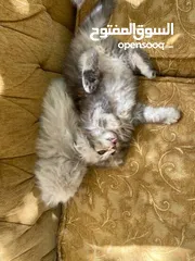  5 5 قطط مكس للبيع