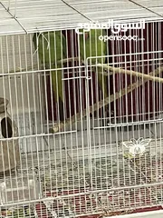  4 Australian Zebra finch and 2 Parrots  both come with separate cage