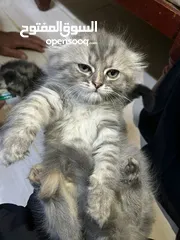  6 قطط سكوتش فولد مكس للبيع عدد 2 ذكر 1 انثى