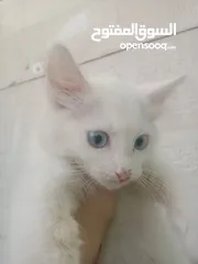  1 قطط للبيع شراز