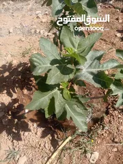  10 مزرعه للبيع مادبا لب