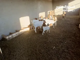  8 ماعز خليط موجود كمية