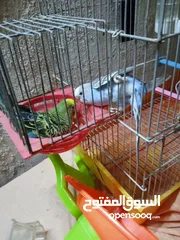  1 جوز عصفير حب