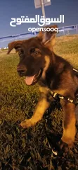  8 German Shephard 2 month and 2 weeks old