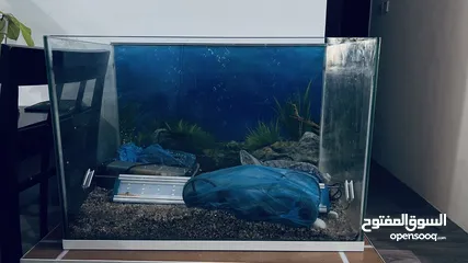  1 Aquarium for sale